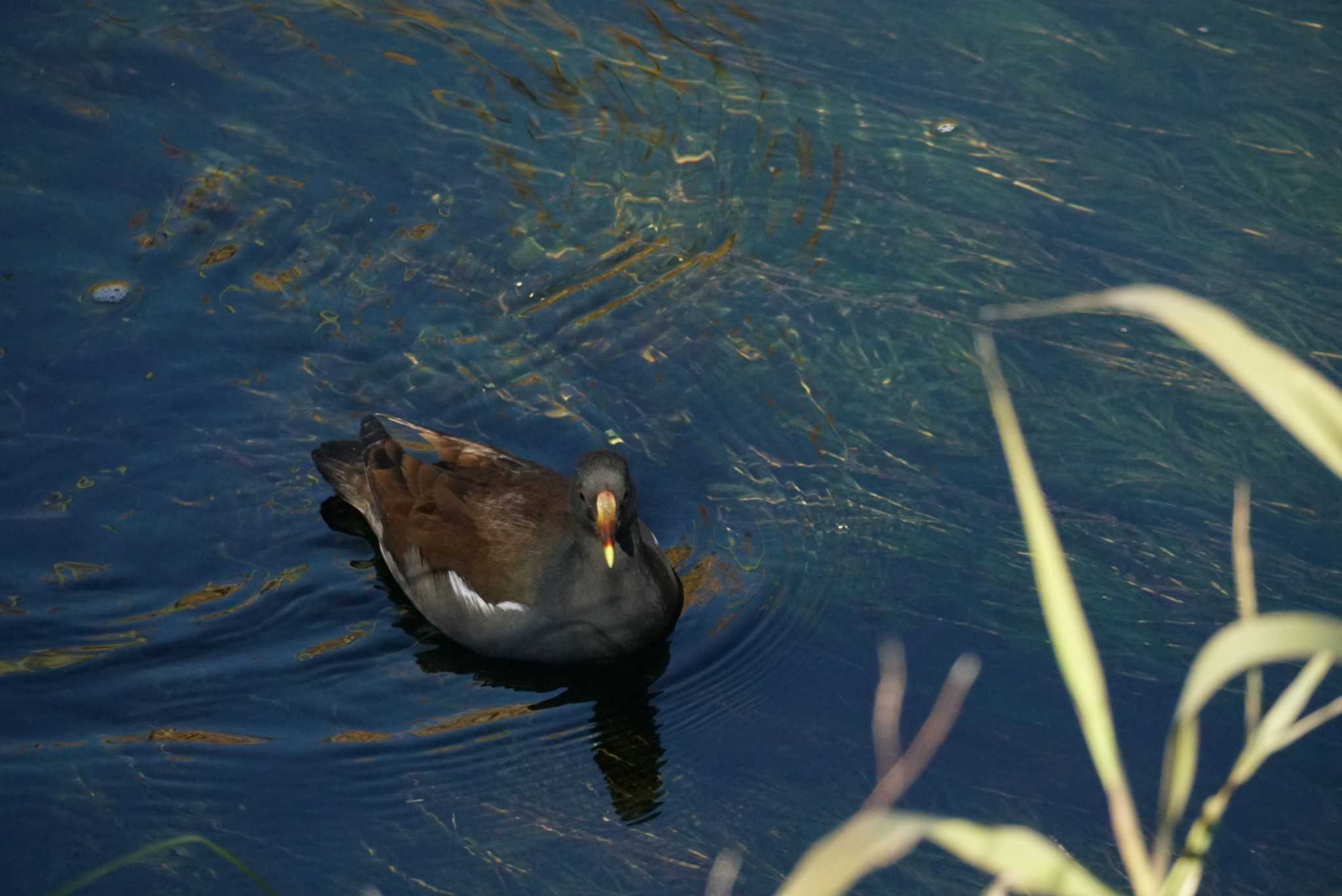 Common Moorhen