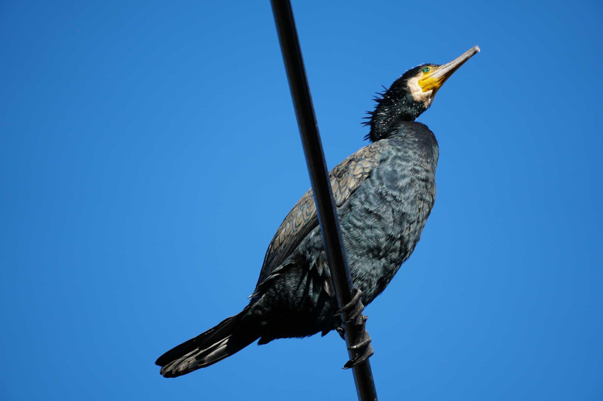 Photo of Great Cormorant at いたち川 by sabco