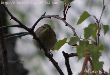 Common Chiffchaff スイス Wed, 4/5/2017