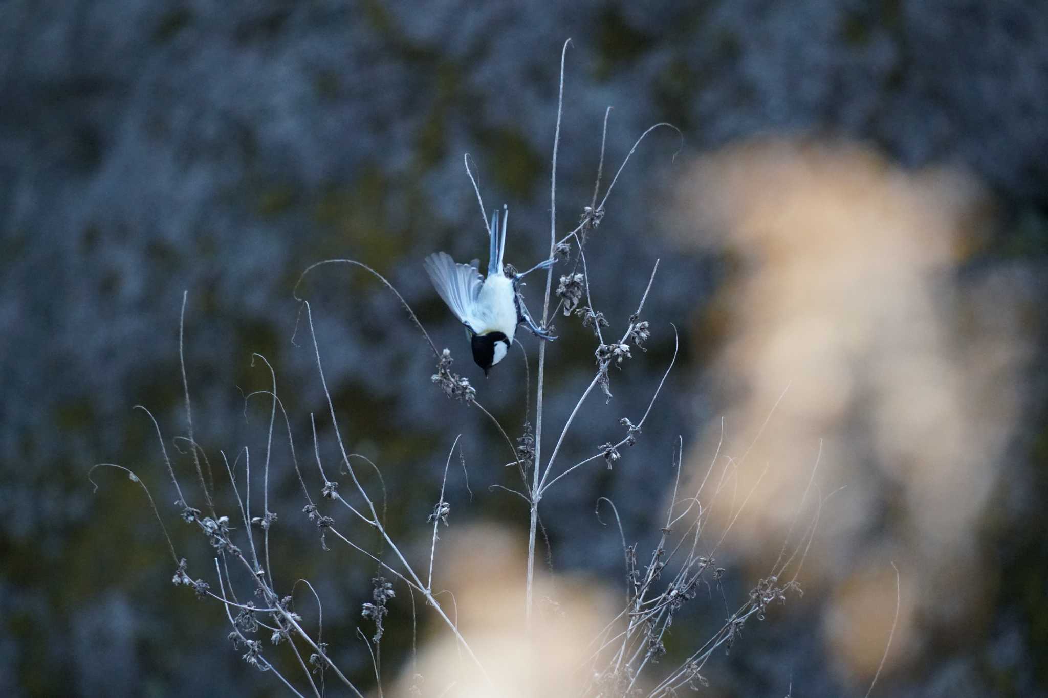 Japanese Tit