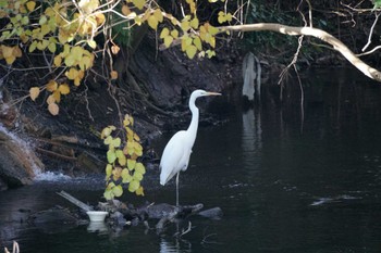 Great Egret いたち川 Mon, 1/2/2023