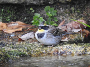 Yellow-throated Bunting Kyoto Gyoen Mon, 1/2/2023