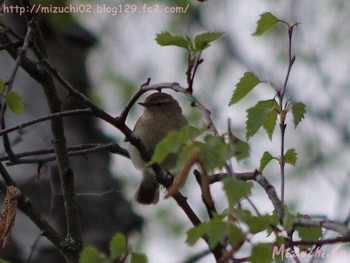 Common Chiffchaff スイス Wed, 4/5/2017