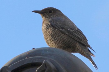 Blue Rock Thrush 奈良県香芝市 Mon, 1/2/2023