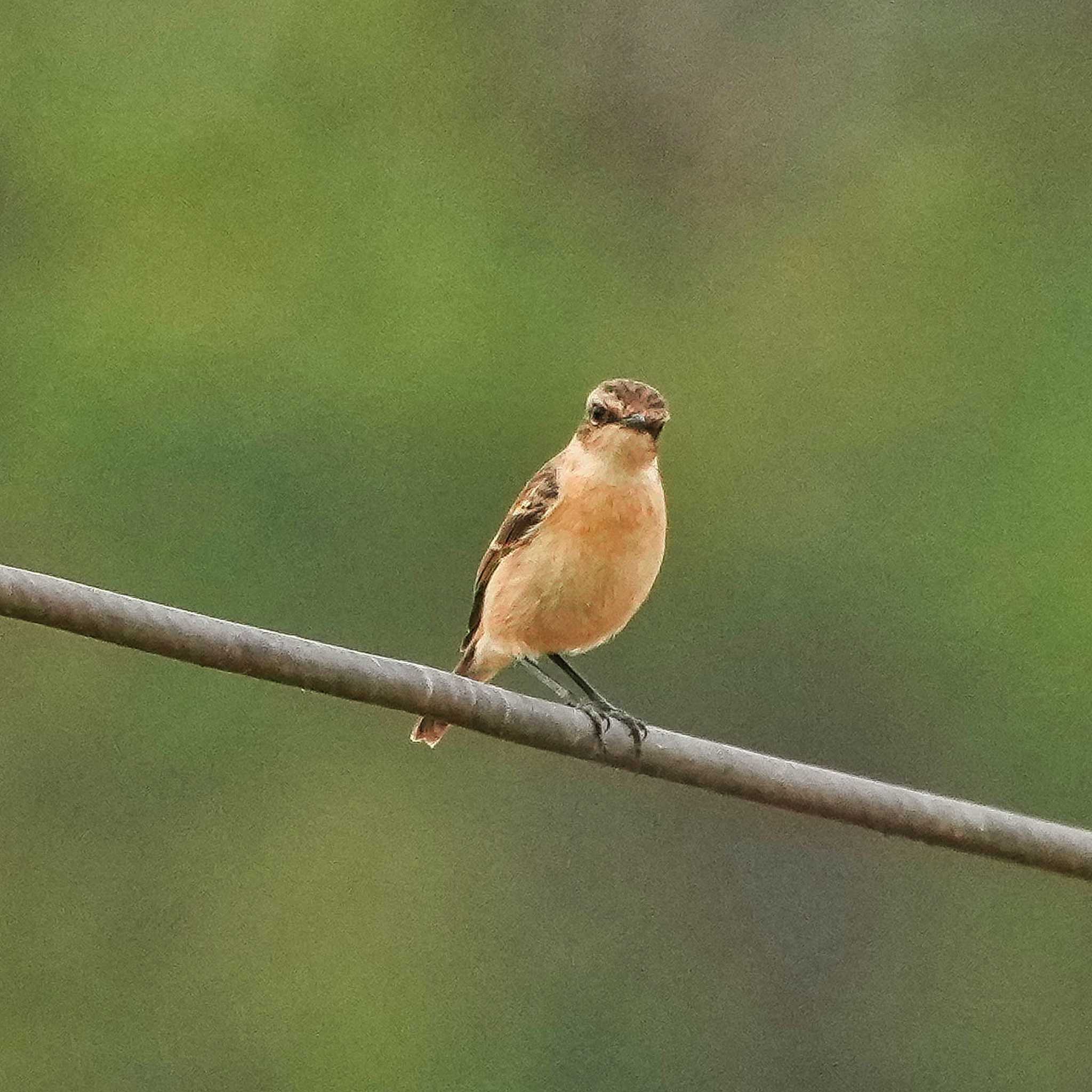 Amur Stonechat