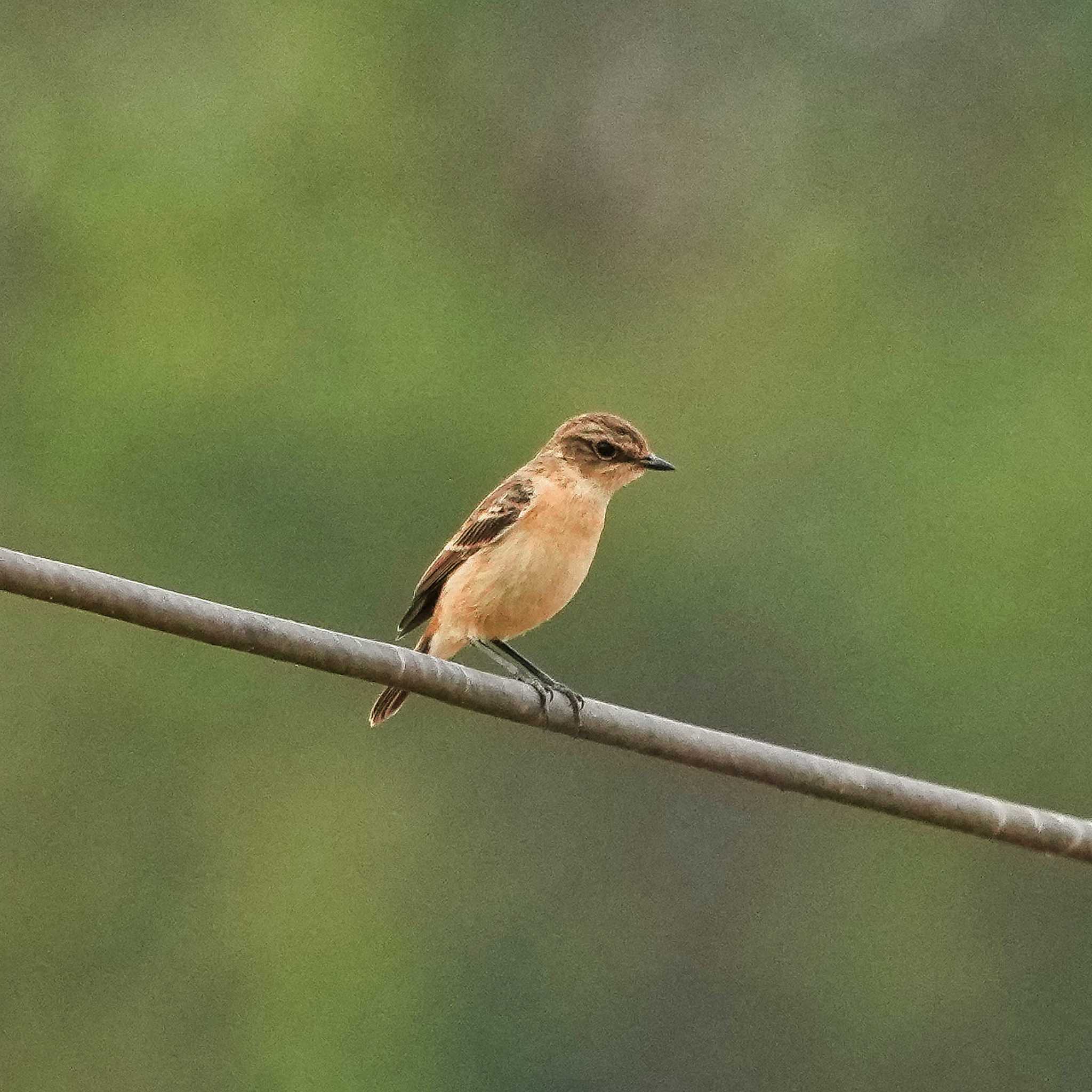 Amur Stonechat