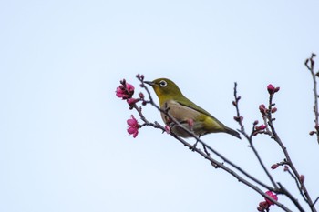 メジロ 檜町公園(東京ミッドタウン) 2023年1月1日(日)