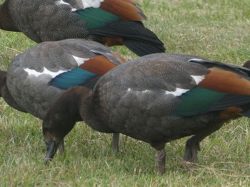 Paradise Shelduck