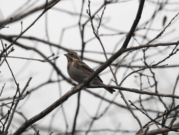 2023年1月1日(日) 朽木いきものふれあいの里の野鳥観察記録