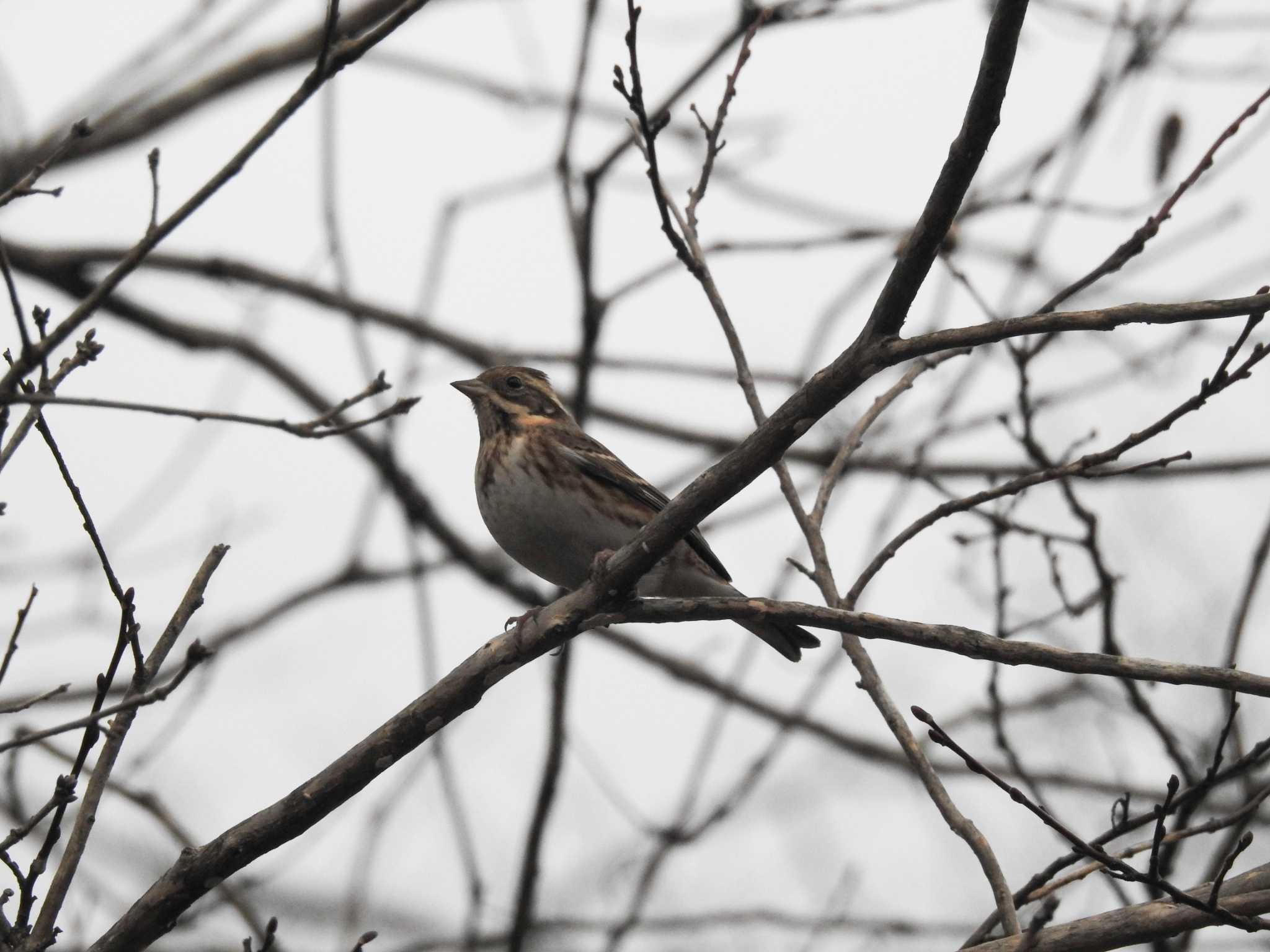 Rustic Bunting