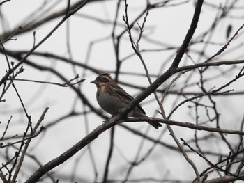 Rustic Bunting 朽木いきものふれあいの里 Sun, 1/1/2023