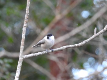 Willow Tit 朽木いきものふれあいの里 Sun, 1/1/2023