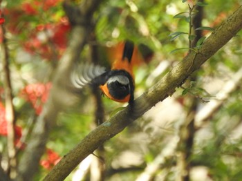 Mon, 1/2/2023 Birding report at 庄内緑地公園