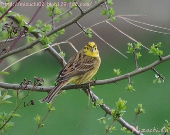 Yellowhammer スイス Wed, 4/5/2017