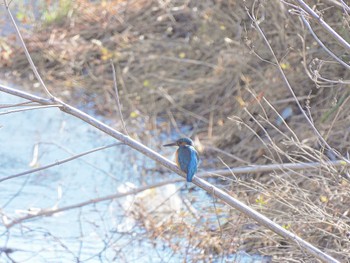 カワセミ 川 2023年1月2日(月)