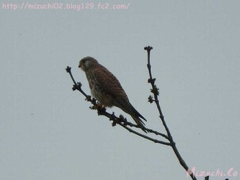 2017年4月5日(水) スイスの野鳥観察記録