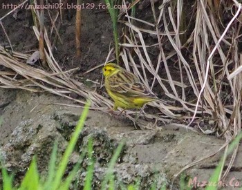 Yellowhammer スイス Wed, 4/5/2017