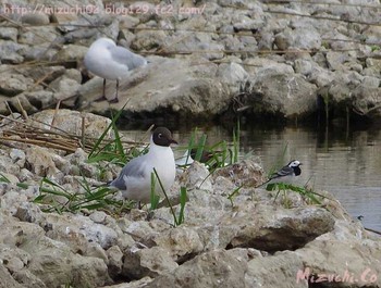 White Wagtail(alba) スイス Wed, 4/5/2017