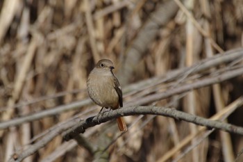 Daurian Redstart Kitamoto Nature Observation Park Sun, 1/1/2023