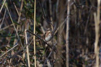 Rustic Bunting Kitamoto Nature Observation Park Sun, 1/1/2023