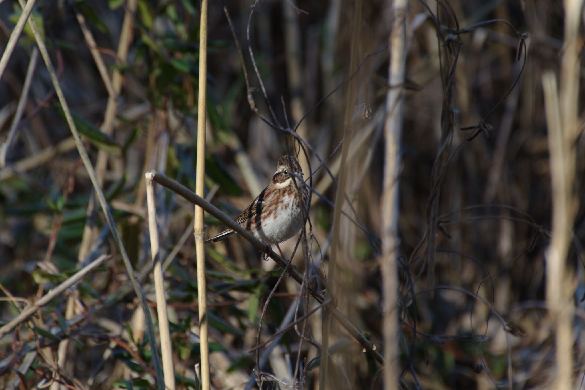 Photo of Rustic Bunting at Kitamoto Nature Observation Park by Marco Birds