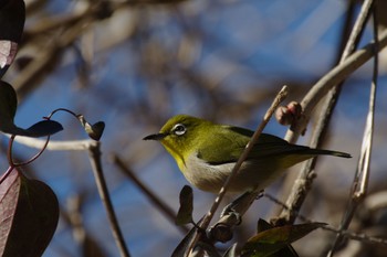 Warbling White-eye Kitamoto Nature Observation Park Sun, 1/1/2023