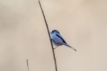 Long-tailed Tit Kitamoto Nature Observation Park Sun, 1/1/2023