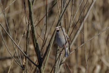 Hawfinch Kitamoto Nature Observation Park Sun, 1/1/2023