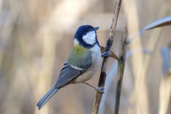 Japanese Tit Kitamoto Nature Observation Park Sun, 1/1/2023