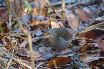 Pale Thrush Kitamoto Nature Observation Park Sun, 1/1/2023