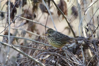 Masked Bunting Kitamoto Nature Observation Park Sun, 1/1/2023