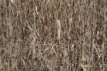 Common Kingfisher Kitamoto Nature Observation Park Sun, 1/1/2023