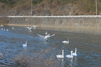 コハクチョウ 小川町白鳥飛来地 2023年1月1日(日)