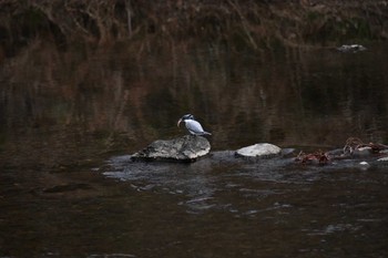 Crested Kingfisher 福島県いわき市 Sun, 1/1/2023