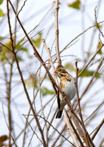 Rustic Bunting 杭瀬川スポーツ公園 Tue, 12/20/2022