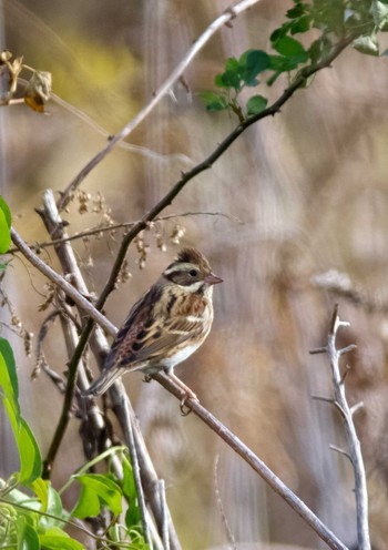 Rustic Bunting 杭瀬川スポーツ公園 Tue, 12/20/2022