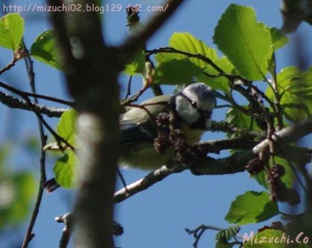 Eurasian Blue Tit スイス Sat, 4/29/2017