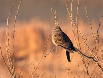 2023年1月1日(日) 芝川第一調節池(芝川貯水池)の野鳥観察記録