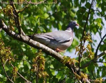 Common Wood Pigeon スイス Sat, 4/29/2017