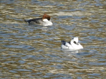 Smew 苧ヶ瀬池 Mon, 1/2/2023