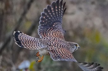 チョウゲンボウ 淀川 2023年1月2日(月)