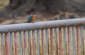 Common Kingfisher 城北公園 Mon, 1/2/2023