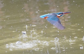 カワセミ 万代池 2023年1月2日(月)