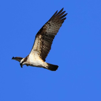 Osprey 浮島ヶ原自然公園 Mon, 1/2/2023