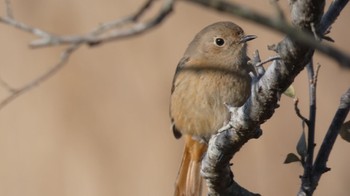 Daurian Redstart Unknown Spots Mon, 1/2/2023