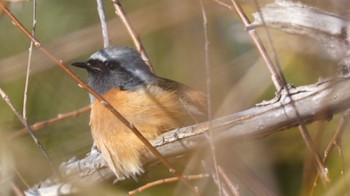 Daurian Redstart Unknown Spots Mon, 1/2/2023