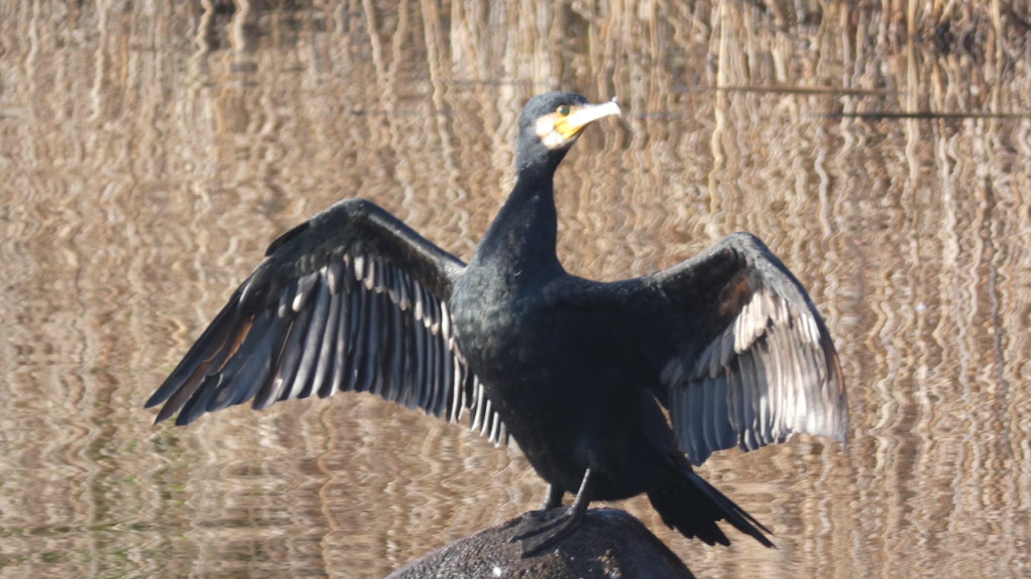 Photo of Great Cormorant at  by カナリア
