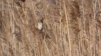 Common Reed Bunting Unknown Spots Mon, 1/2/2023