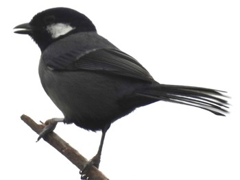 Japanese Tit(nigriloris) Ishigaki Island Sun, 1/1/2023