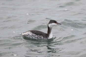 Horned Grebe 北海道 函館市 志海苔漁港 Mon, 1/2/2023